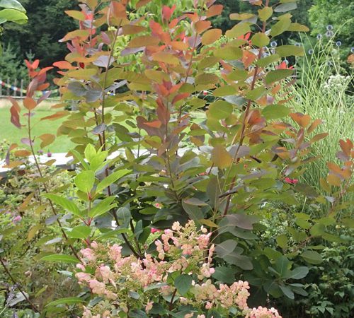 Carr_detail_P8063514