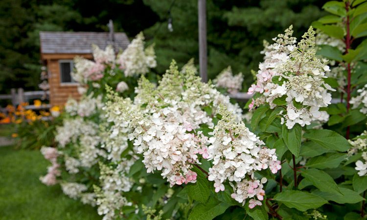 Carr_hydrangeas_1948