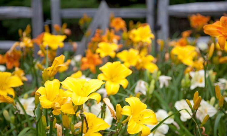 Carr_hydrangeas_lilies_1957