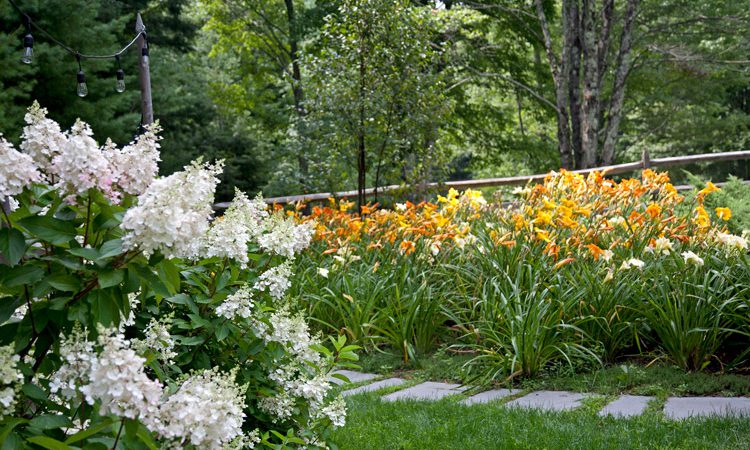 Carr_hydrangeas_lilies_1965