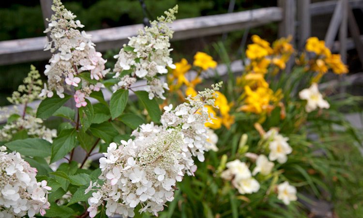 Carr_hydrangeas_lilies_1967
