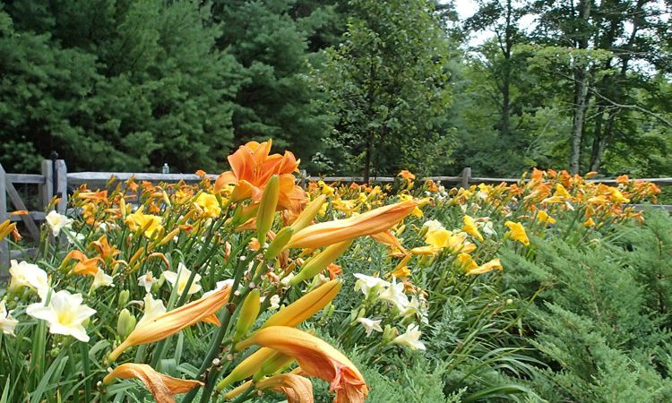 Carr_lilies_P8063443