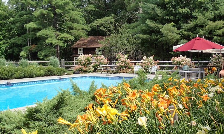 Carr_lilies_P8063468