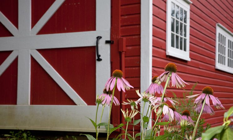 Route42_coneflowers_1913