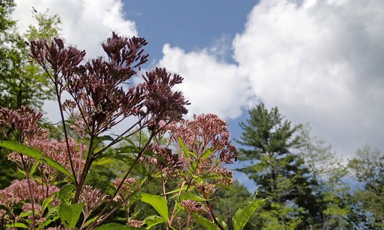 Sands_JoePyeWeed_8093613