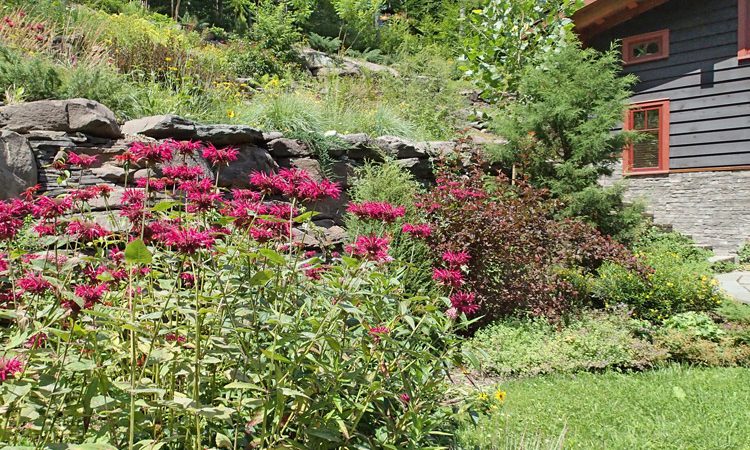 Sands_Monarda_P8093588