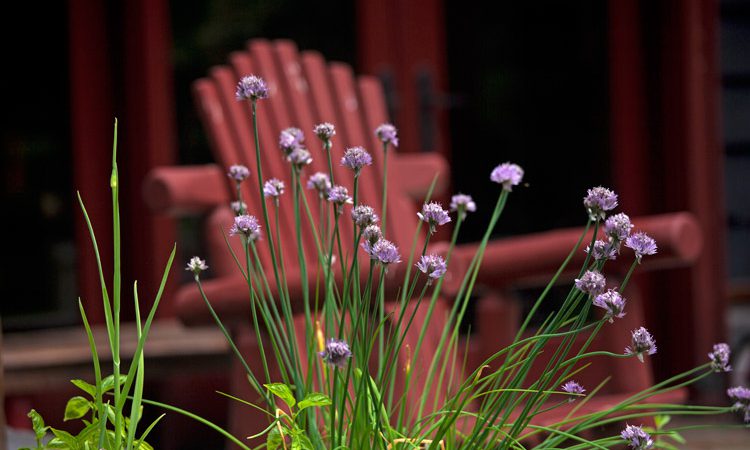 Sands_chives_1791