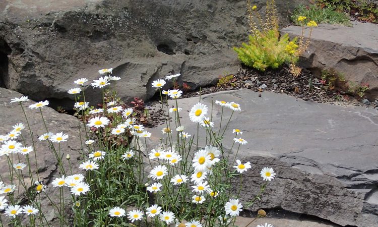 Sands_daisies_P7063246