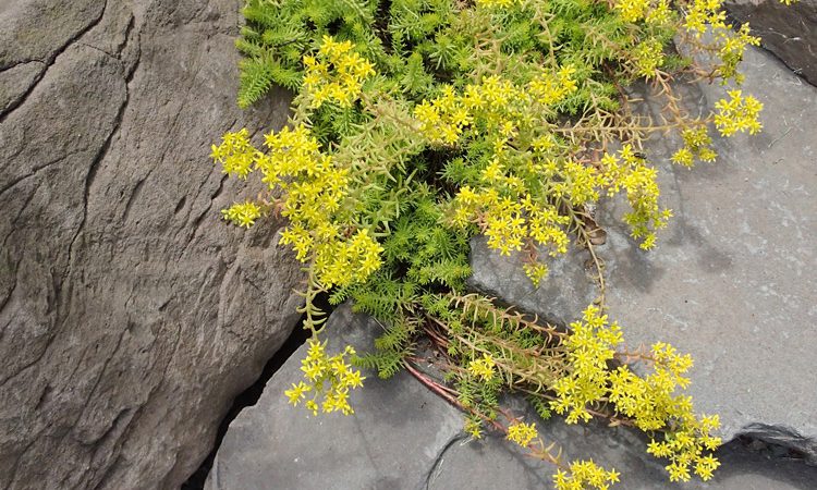 Sands_detail_P7063260