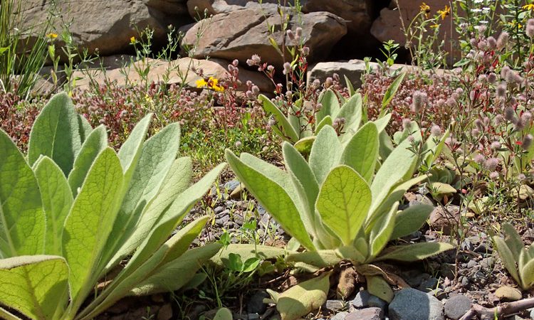 Sands_detail_P8093602