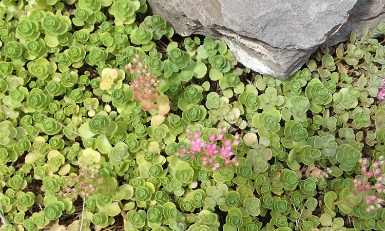 Sands_detail_sedum_P7063255