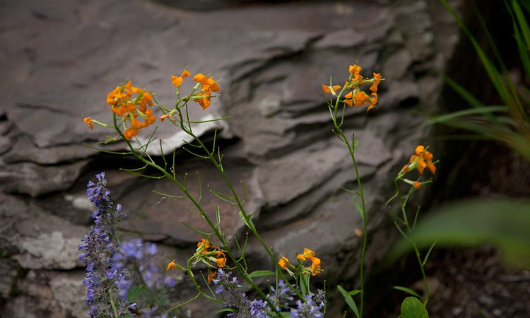Sands_jewelweed_1800