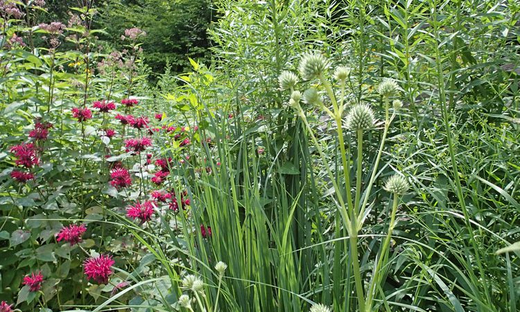 Sands_mixedPlants_P8093583