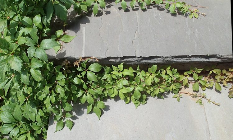 Sands_stairsandvines_P7063223