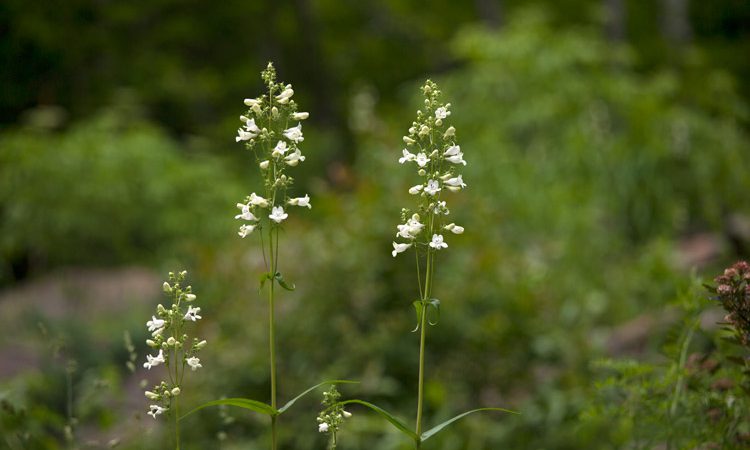 Sands_whiteWildflowers_1798
