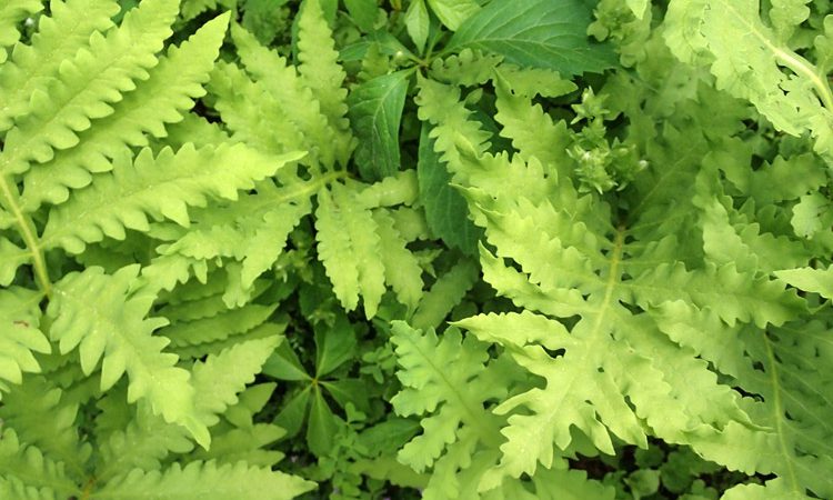 Schuman_ferns_6133059