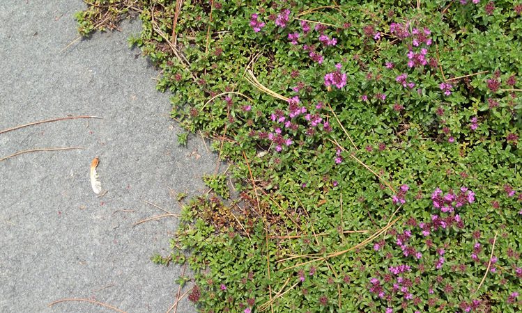 Schuman_thyme_6133075
