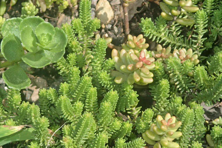 Hardy plants for spring in the Catskills