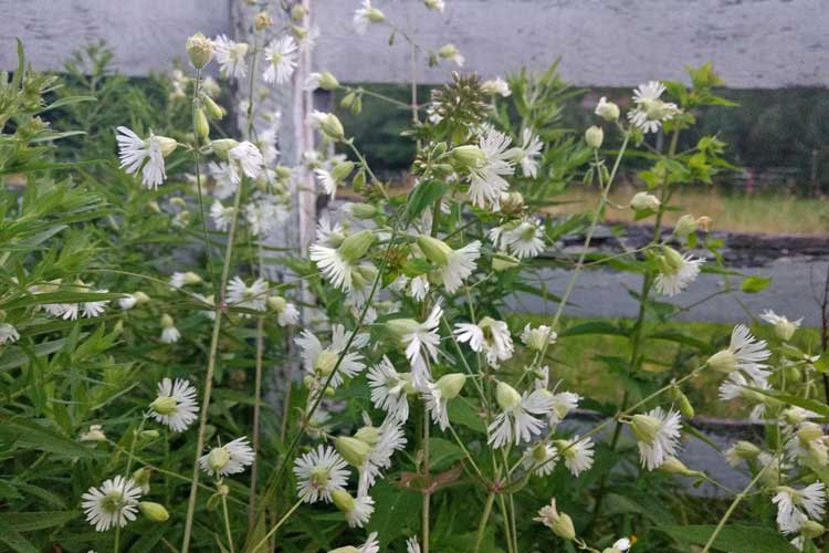 small_projects_Campion