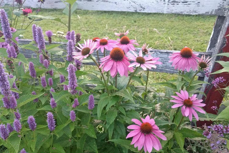 small_projects_Coneflowers