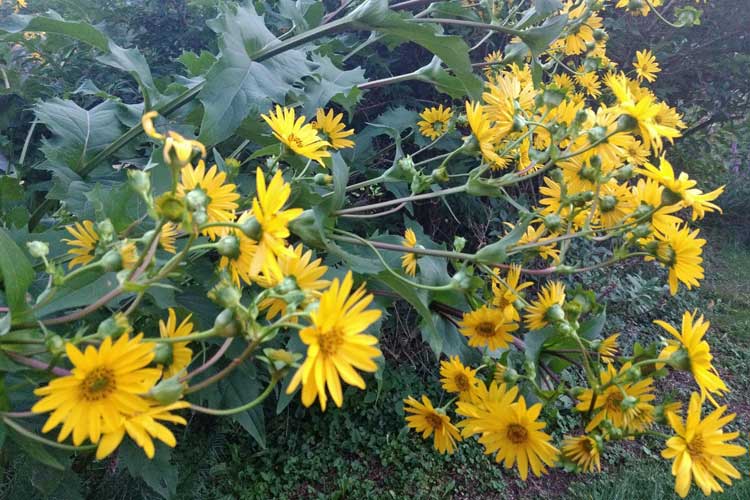 small_projects_CupPlant