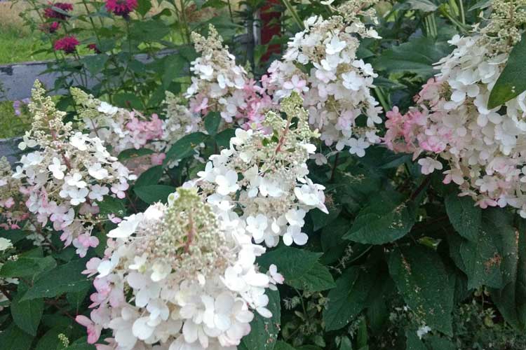 small_projects_Hydrangeas