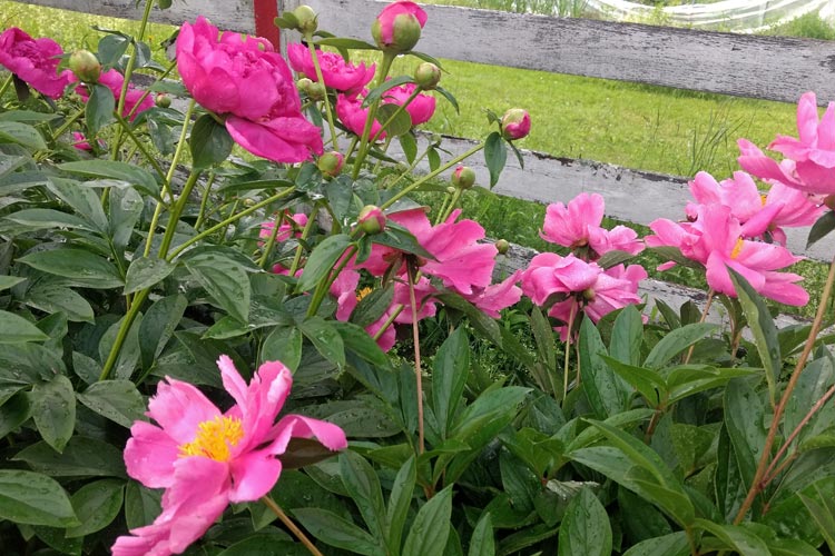 small_projects_Peonies